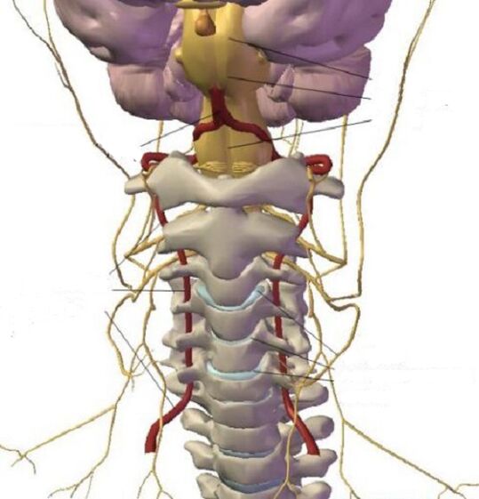 La estructura de la región cervical